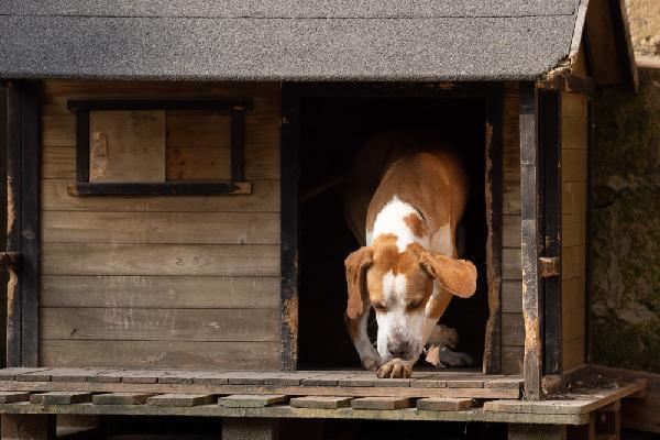 Amadeo giovane, stupendo mix Pointer, cerca adozione  Foto 7